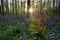 Fern and bluebells in forest at sunrise