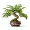Fern Bonsai: Exquisite Plant For White Backgrounds