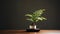 Fern Bonsai Tree: Classic Japanese Simplicity On High Contrast Black Background