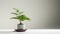 Fern Bonsai Tree: Minimalist Staging With Playful Minimalism And Future Tech