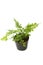 Fern (bracken) houseplant in pot isolated