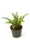 Fern (bracken) houseplant in pot isolated