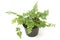 Fern (bracken) houseplant in pot isolated