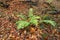 Fern bracken ordinary Pteridium aquilinum L. Kuhn in the au