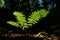 Fern brightly lit by a sunbeam in the middle of a dark forest undergrowth