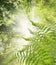 Fern Bush against background of sunlight, nature background