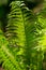 Fern bush growths in summer