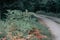 Fern bush near logging road or path in the forest