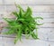 Fern bush on a wooden surface. View from above