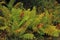 Fern bushes in the forest