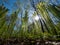 Fern bushes in sunny day