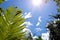 Fern bushes and tree branches in the glare of the sun against the blue sky and white clouds