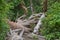 Fern Canyon with fallen redwood