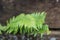 Fern close up photo with rain droplets.