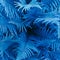 Fern close up top view. Blue background.