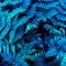 Fern close up top view. Blue background.
