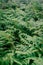 fern covered area in the evening