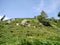 Fern covered hillside with rocks