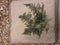 Fern Covered in Small White Flowers