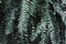 Fern Dark green, In garden, Natural background for decorations and wallpapers