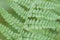 Fern detail in the shaded forest