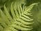 Fern details