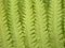 Fern details