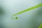 Fern with dew, cover green leaf of fern in soft morning light.