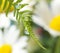 Fern with dew drops