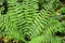 Fern Dryopteris filix-mas grows in the forest