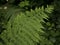 Fern, Estacas de Trueba pass, Cantabria