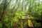 Fern with the evergreen forest