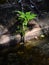 Fern on a fallen tree