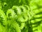 Fern Fantasy