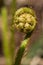 Fern Fiddlehead