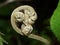 Fern fiddlehead, tropical cloudforest, Costa Rica