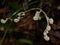 Fern fiddlehead, tropical cloudforest, Costa Rica