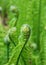 Fern fiddleheads