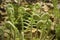 Fern fiddleheads, springtime, Valley Falls Park, Vernon, Connect