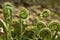 Fern fiddleheads, springtime, Valley Falls Park, Vernon, Connect