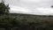 Fern field in Cannock chase forest,  UK