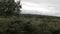 Fern field in Cannock chase forest,  UK