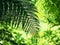 Fern foliage