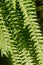 Fern foliage close up