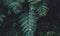 Fern foliage Dark green and cold detail leaf