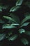 Fern foliage Dark green and cold detail leaf