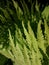 Fern foliage in the sunlite