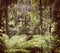 Fern Forest Filtered