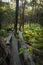 Fern forest in Munmorah state conservation area.