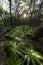 Fern forest in Munmorah state conservation area.